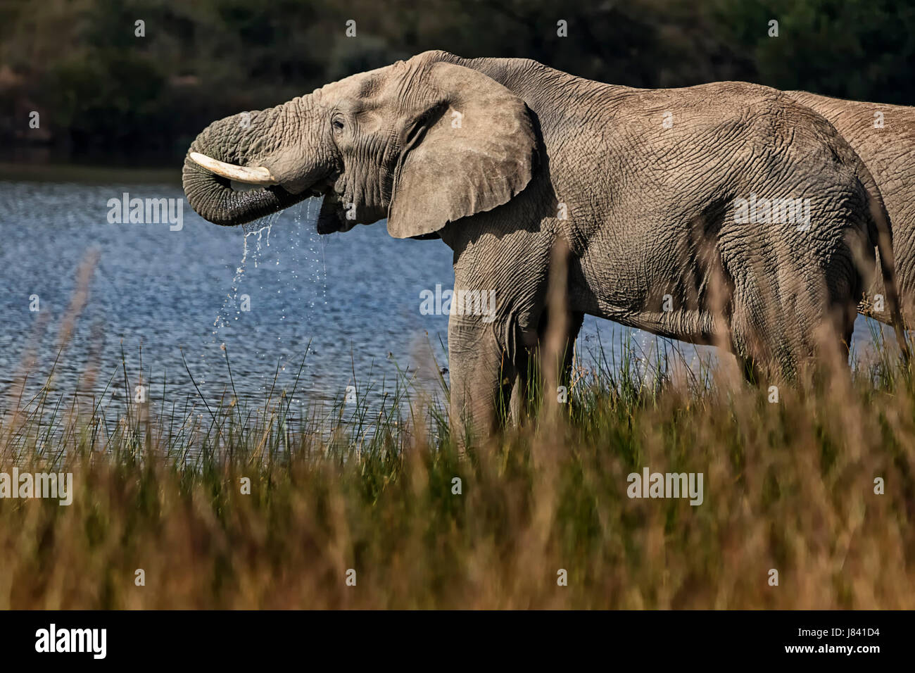 Elephant drinking water Stock Photo