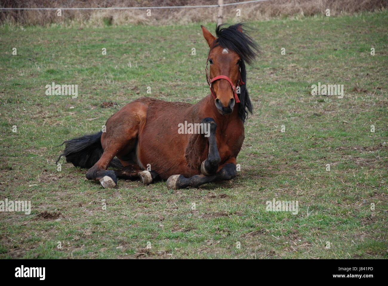 pura raza espanola Stock Photo Alamy