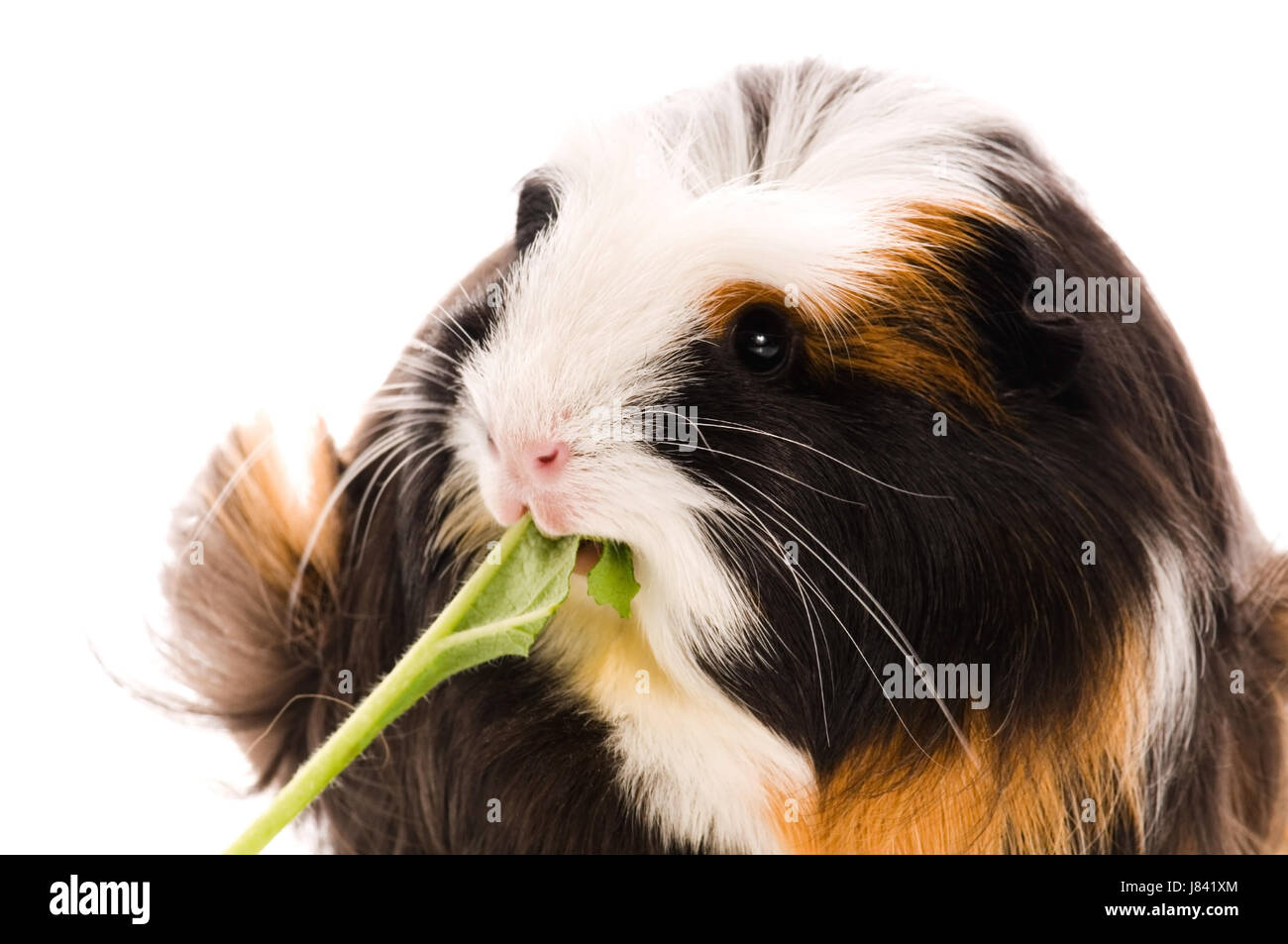 Pig animal black white hi-res stock photography and images - Page 16 - Alamy
