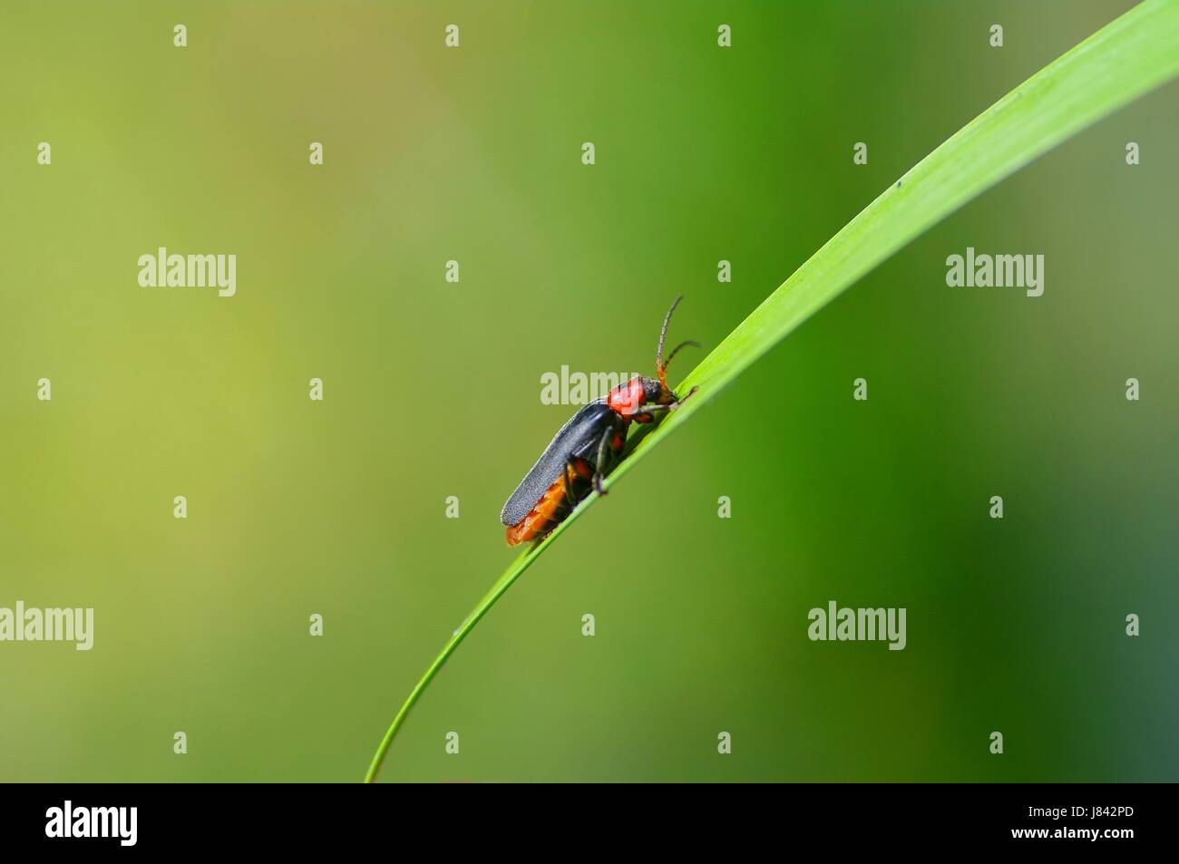 macro close-up macro admission close up view animal insect beetle rise climb Stock Photo