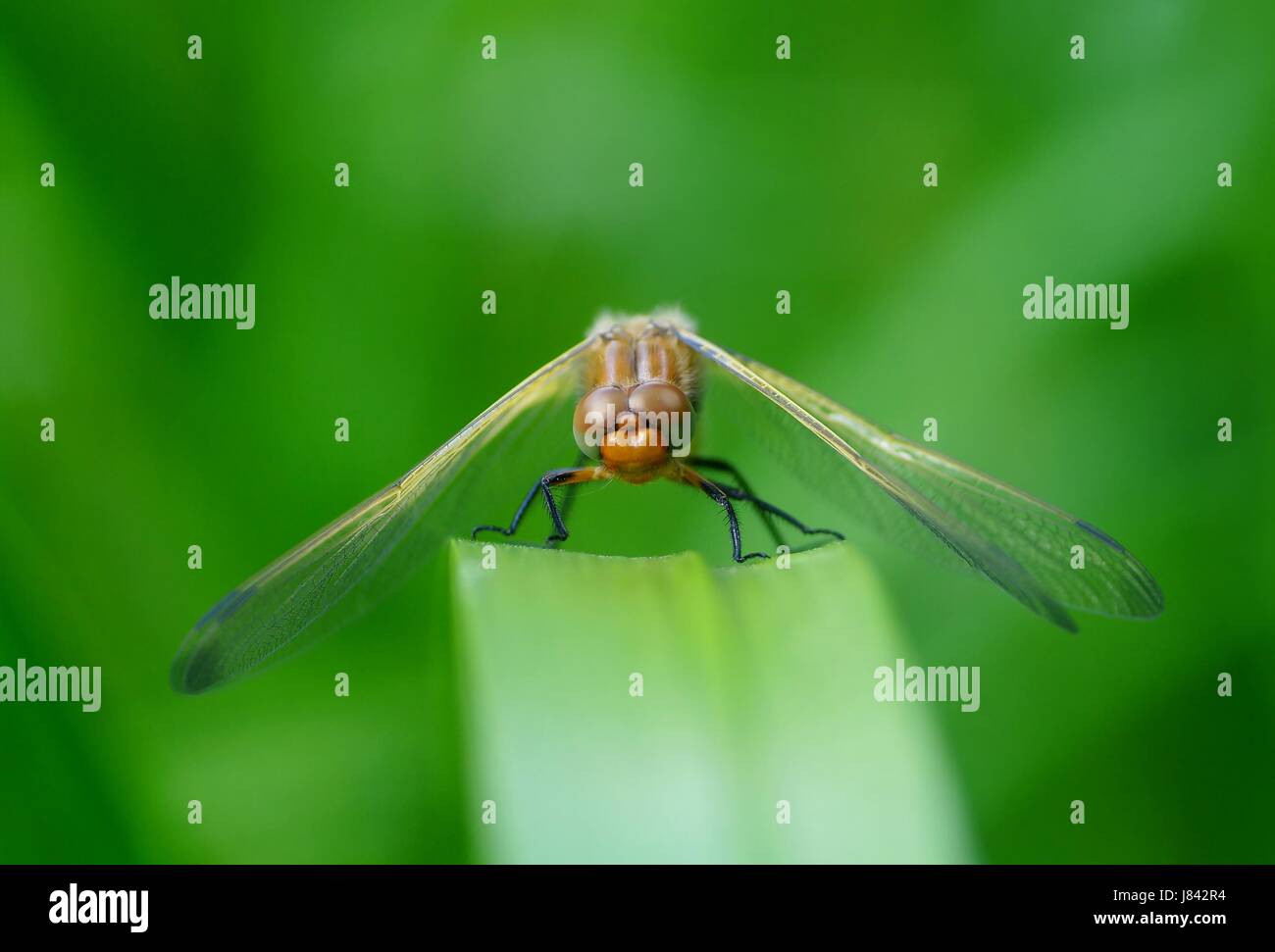 profile insect eyes wing spring dragonfly body profile legs macro close-up Stock Photo