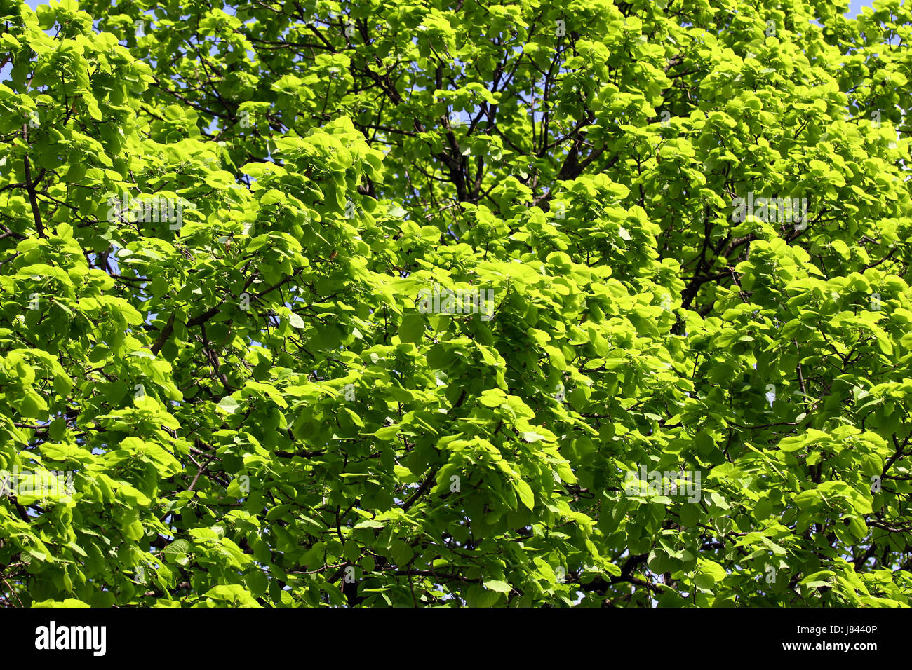 leaf tree summer summerly spring lawn green backdrop background leaves ...