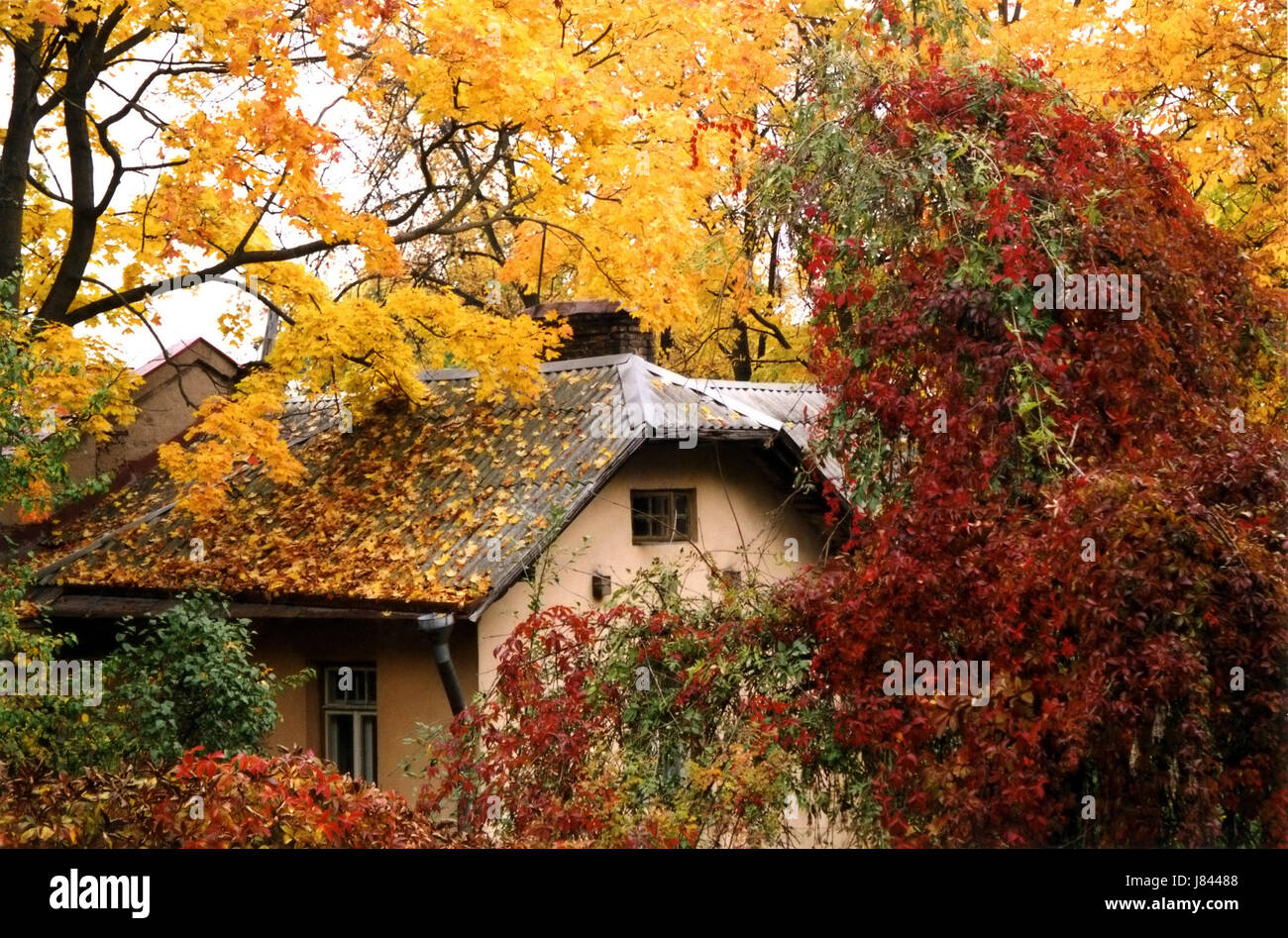 house building tree maple cottage cabin nature fall autumn house ...