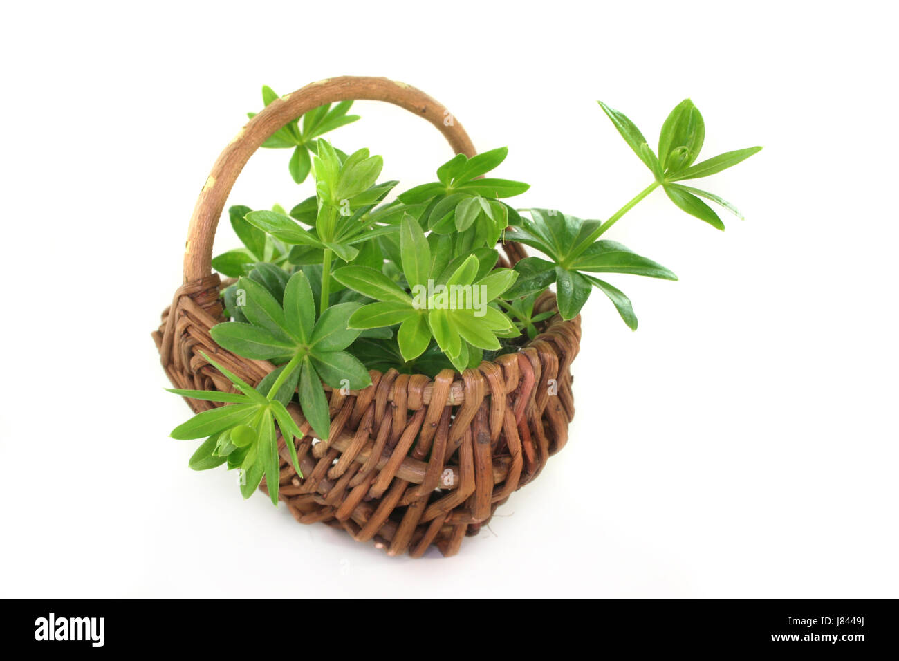 flavour taste woodruff herbs spice green alcohol spring flavour taste spring Stock Photo