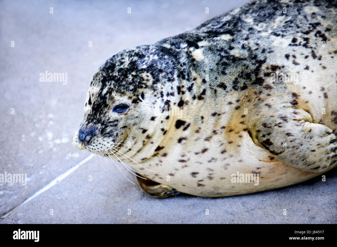 animal seal spot spots navy marine flippers whiskers maddening pert