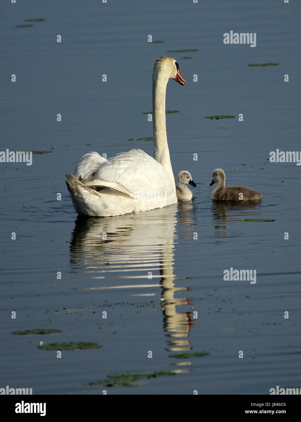 mute swan family Stock Photo Alamy
