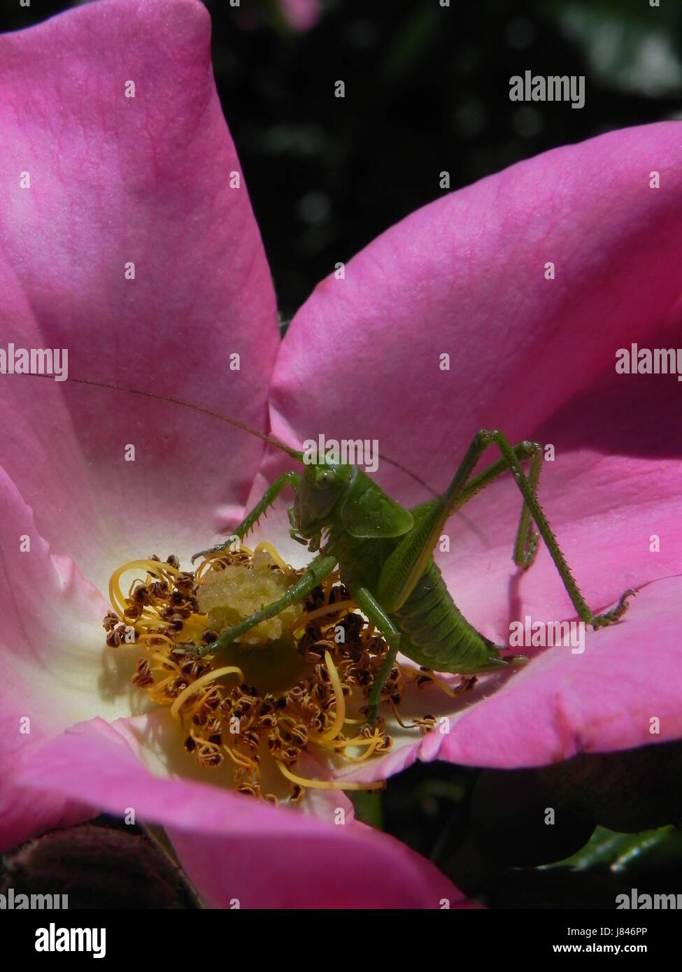 insect flower rose plant green spring bouncing bounces hop skipping ...