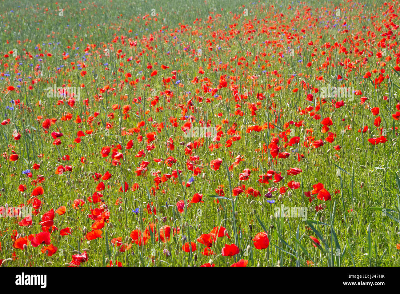 blooming poppy field (papaver rhoeas) in bavaria Stock Photo