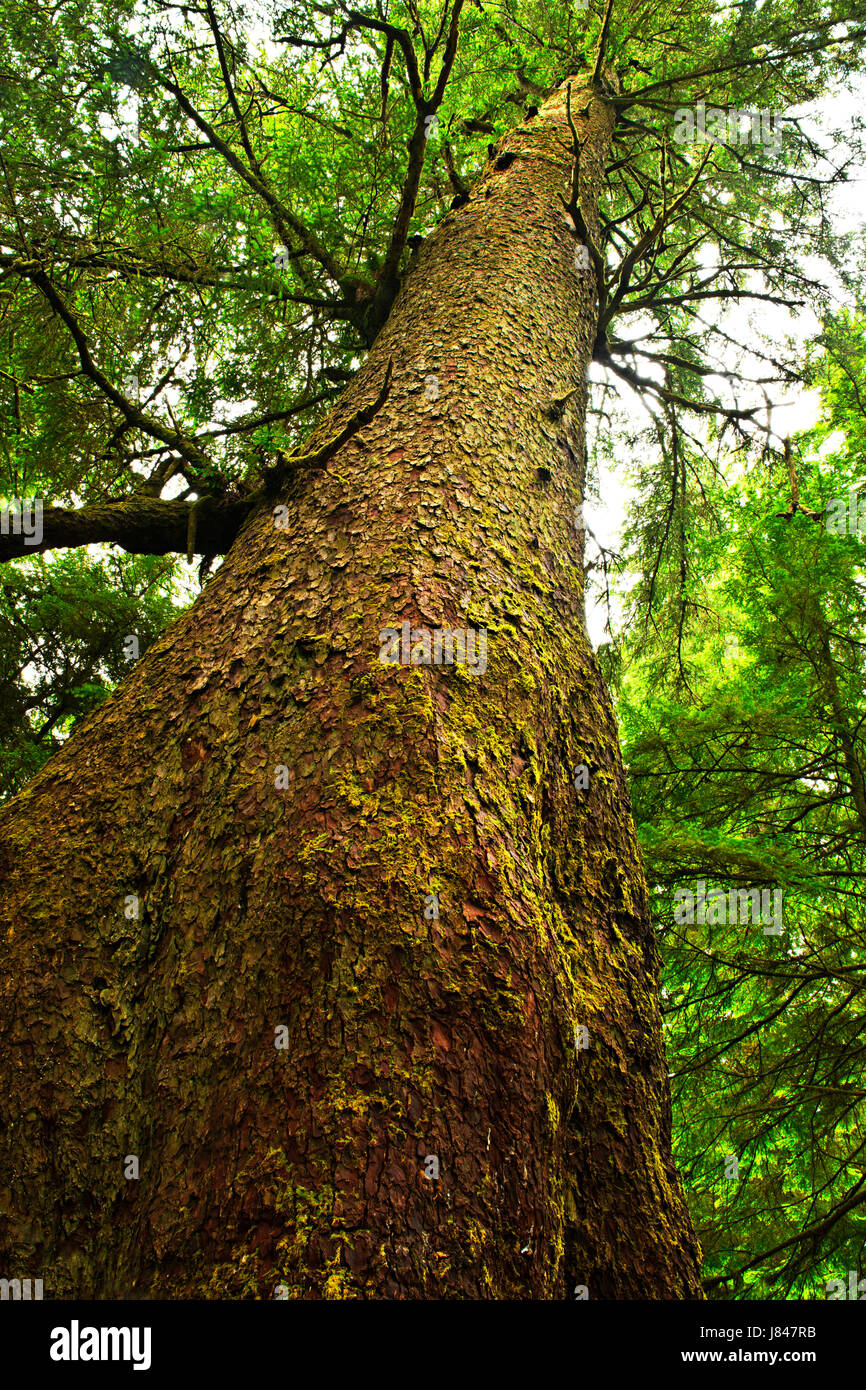 tree trunk wilderness hemlock high tall rainforest rain forest forest Stock Photo