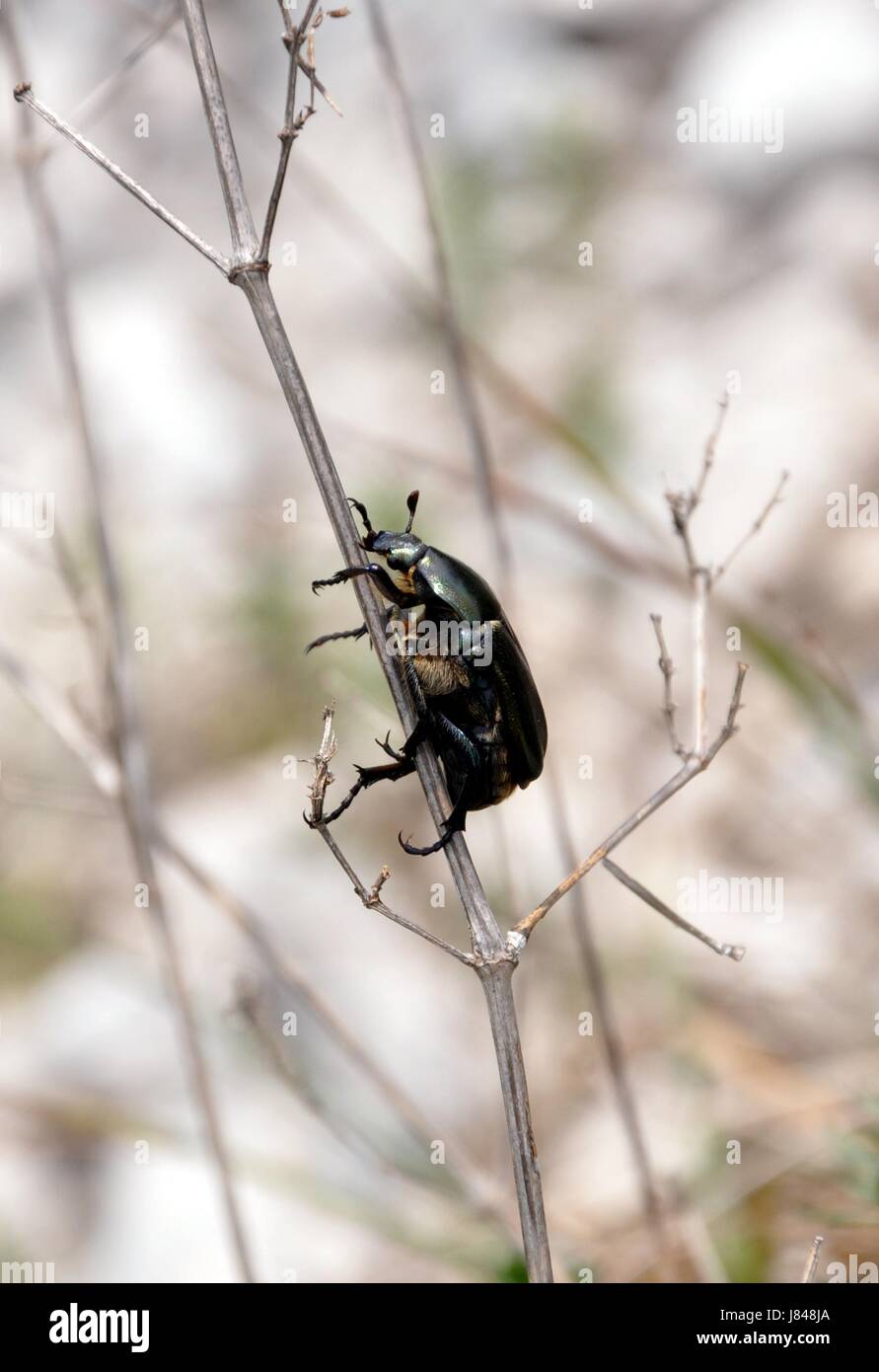 insects black swarthy jetblack deep black beetle riesenkfer riesenkfer pentodon Stock Photo