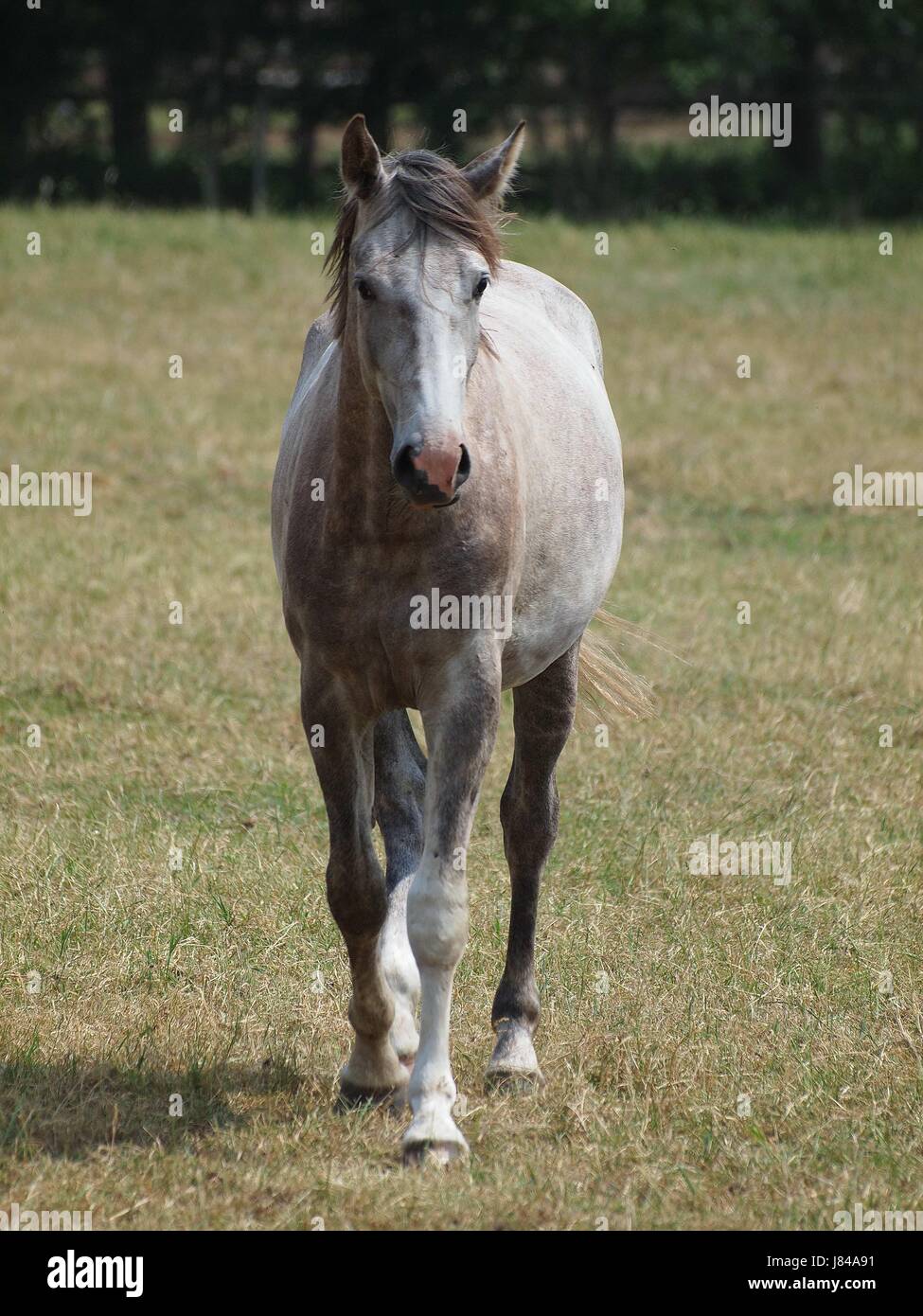 ride horse animal horseriding nature ride horse animal brown brownish ...