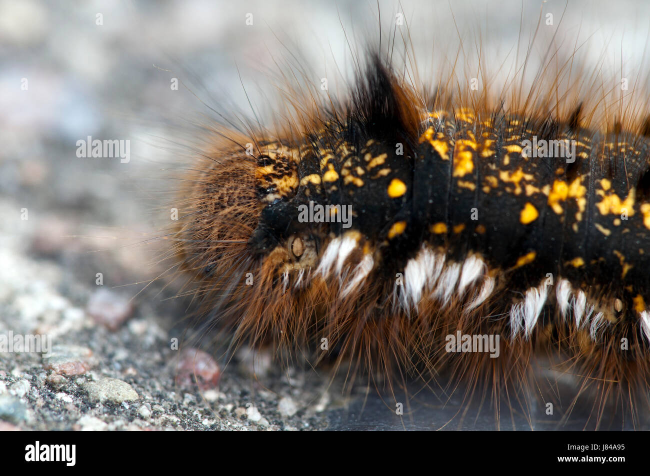 butterfly moth caterpillar macro close-up macro admission close up view detail Stock Photo