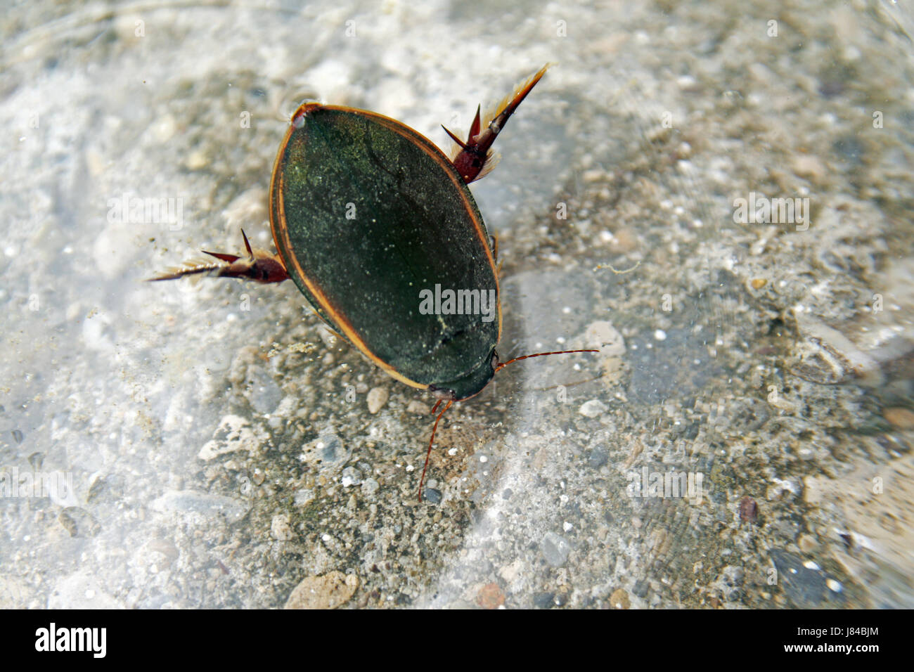 great diving beetle Stock Photo Alamy