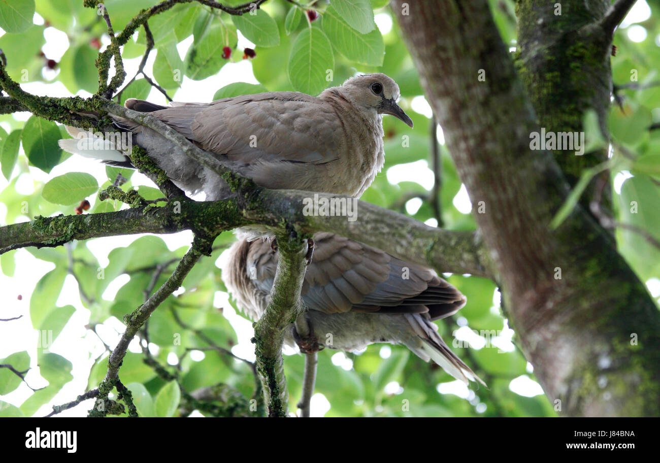 young collared doves Stock Photo Alamy