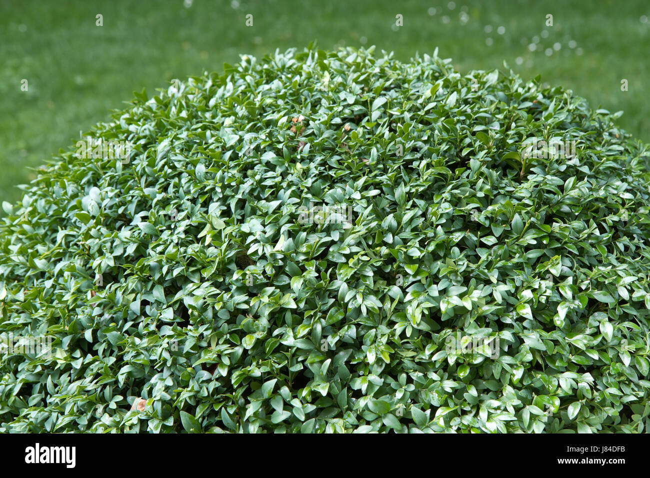 garden box-tree bush gardens garden maintenance plant hand garden green ...