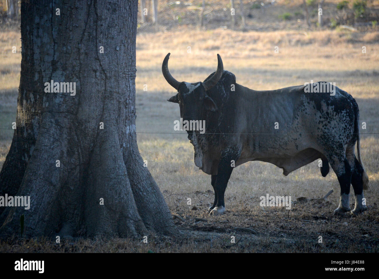 Costa Rica's most famous bull, Malacrianza, sits in his pen in Playa Garza  Stock Photo - Alamy