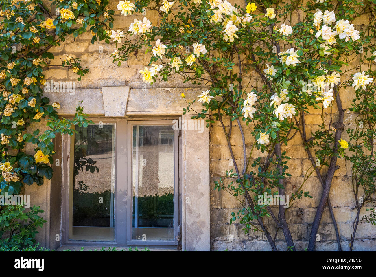 Yellow roses around a stone framed window. Stock Photo
