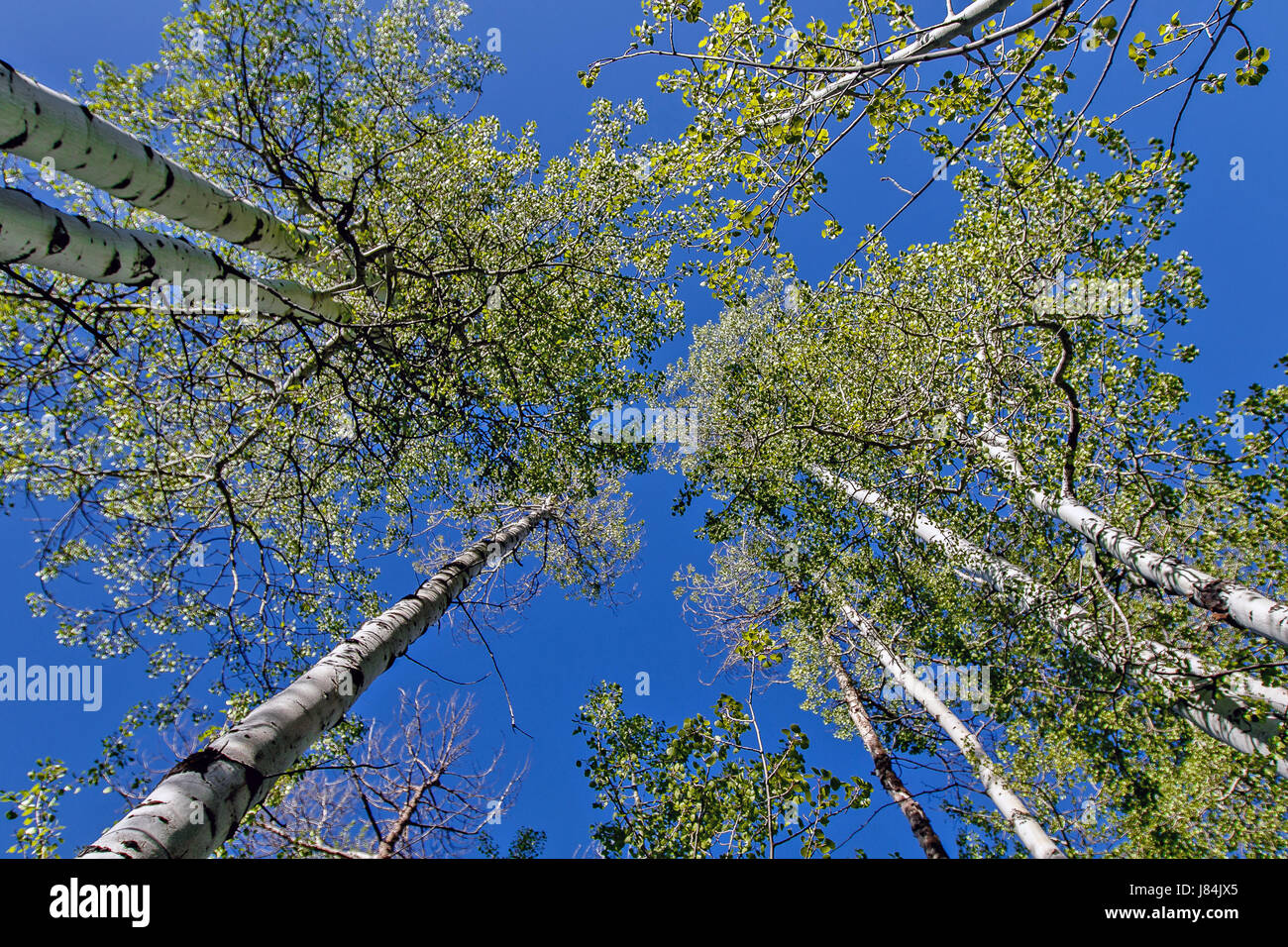 Skyward view of clustered aspen trees Stock Photo Alamy