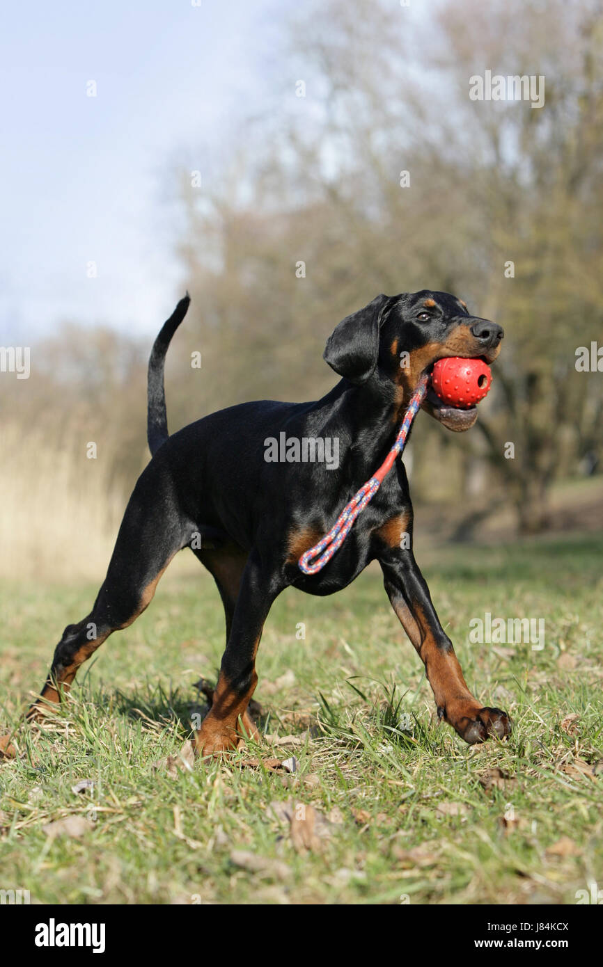 Pedigree doberman 2025