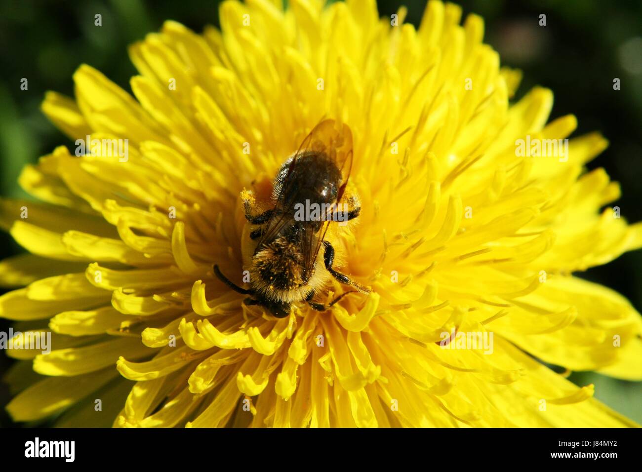 dandelion insect bee macro close-up macro admission close up view detail garden Stock Photo