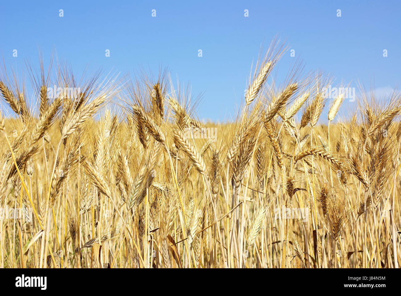 bread agriculture farming stalk stem spike cereal grain straw close