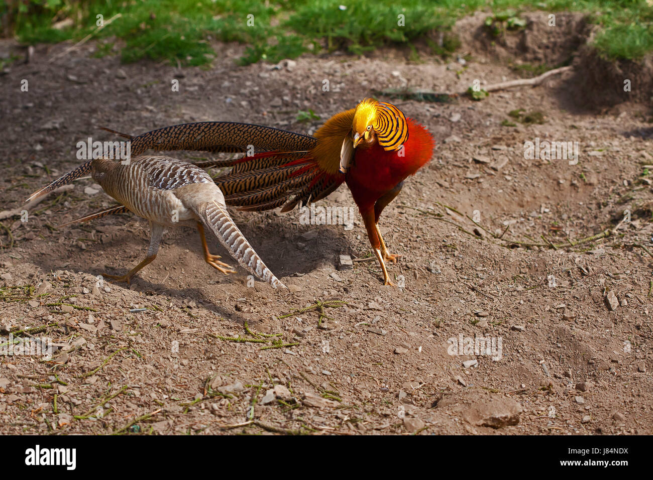 coloured colourful gorgeous multifarious richly coloured chicken breed ...
