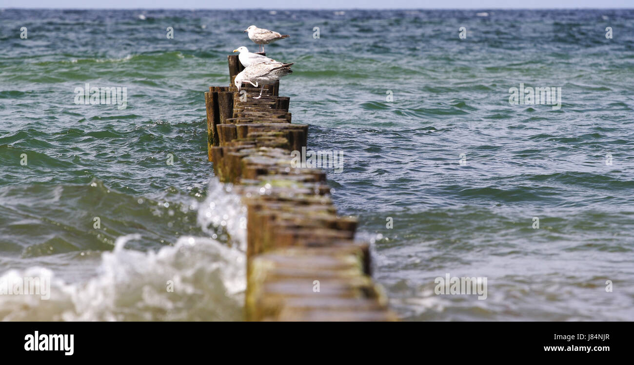 blue waves water baltic sea salt water sea ocean seagull gull blue horizon wood Stock Photo