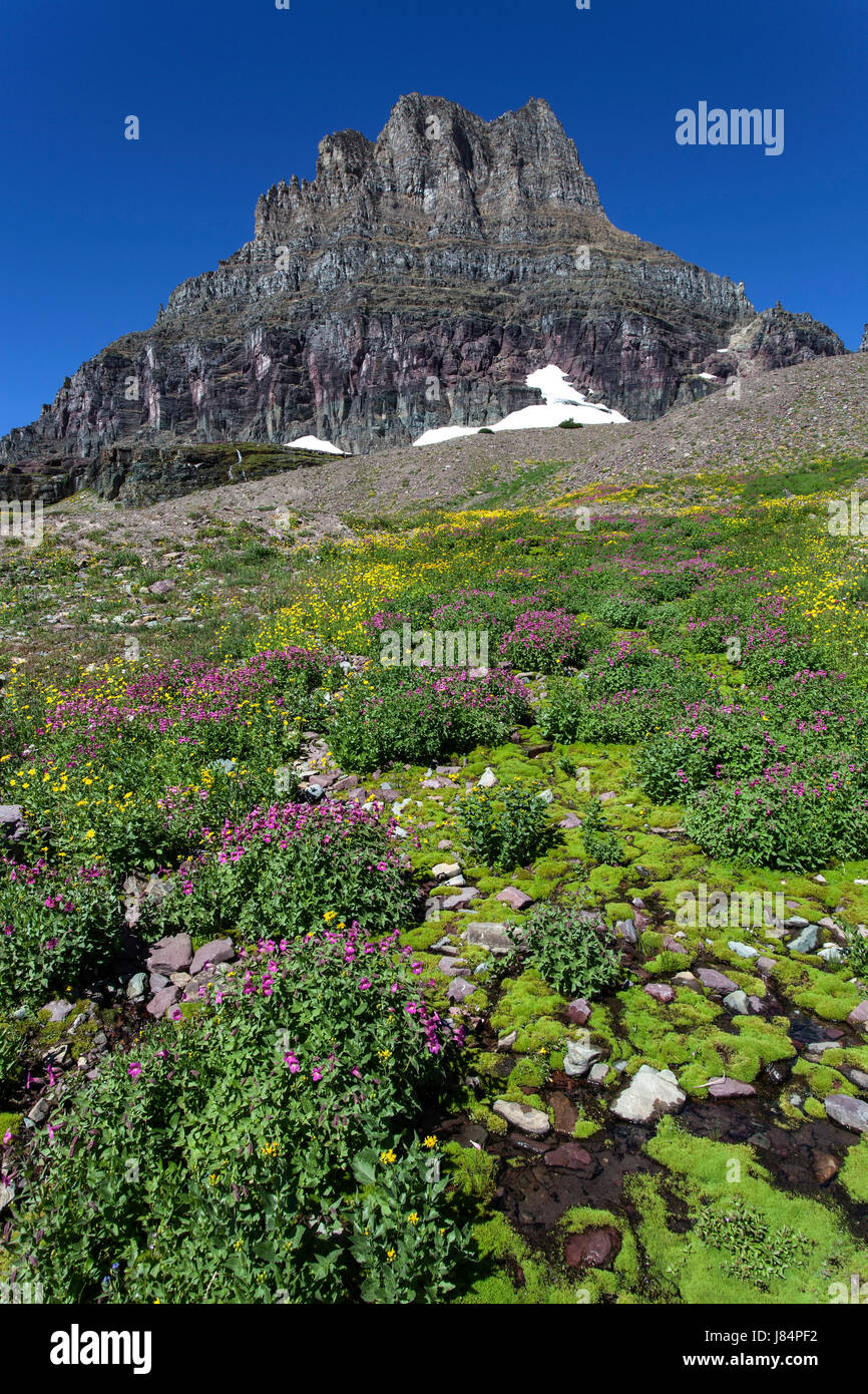 Blooming wildflowers at Hidden Lake Trail, at back Clements Mountain, Glacier National Park, Rocky Mountains, Montana, USA Stock Photo