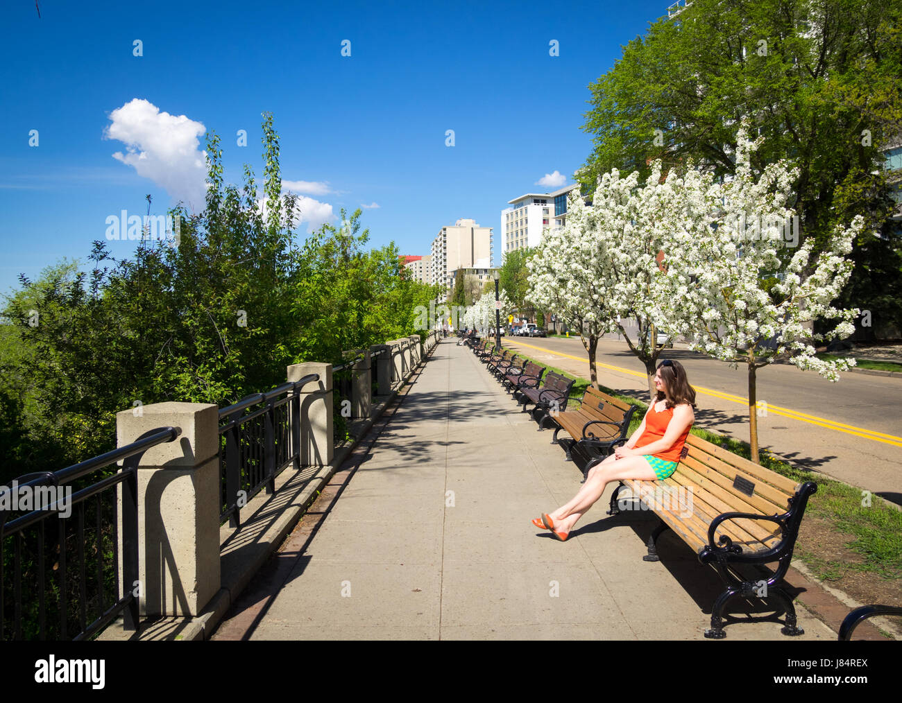 A pretty brunette girl sits on a park bench below blooming Mayday trees (Prunus padus) on Victoria Promenade in Edmonton, Alberta, Canada. Stock Photo
