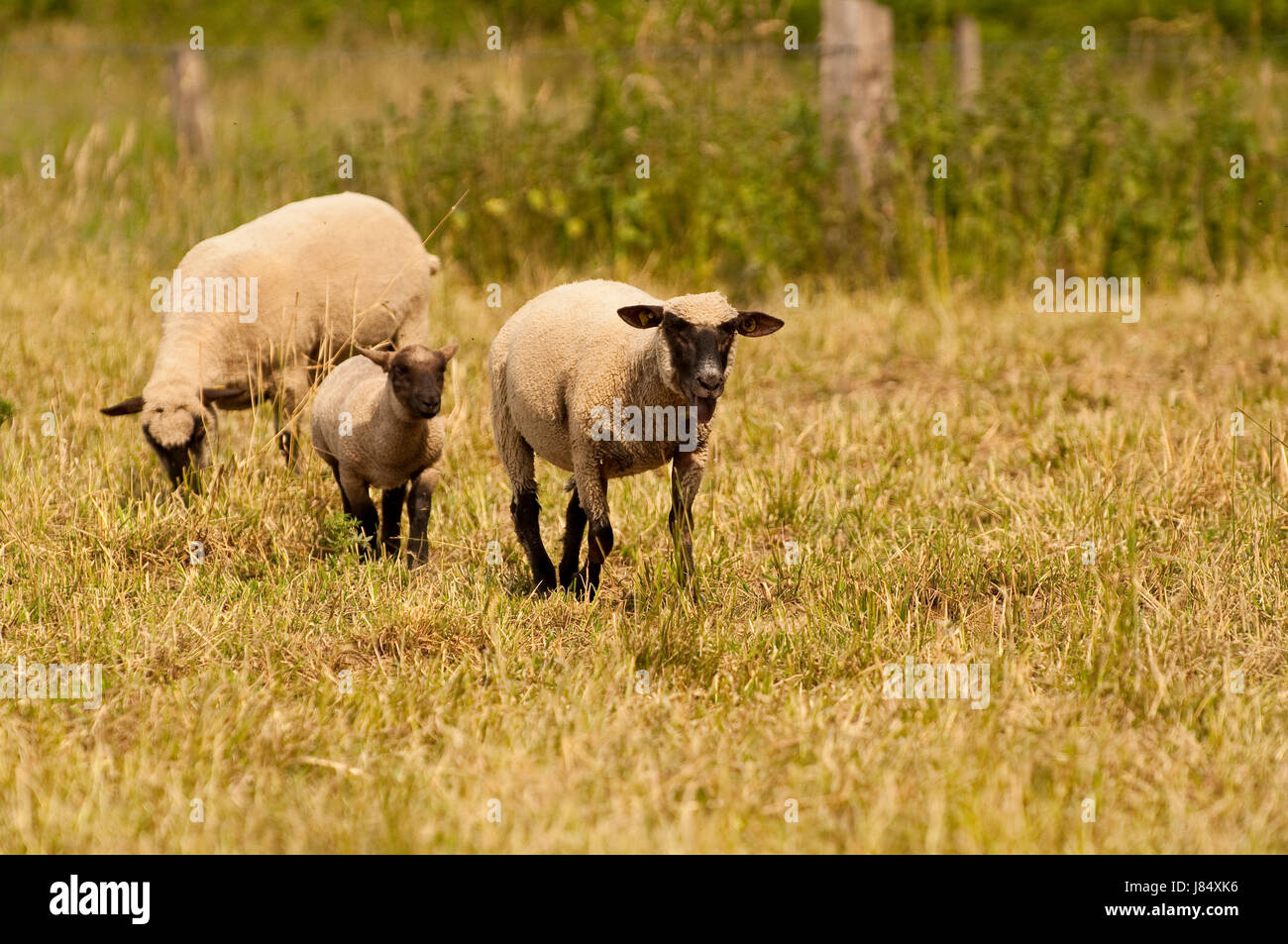 mammal sheep wool sheep shearing farm animal lambs lamb mammal animals
