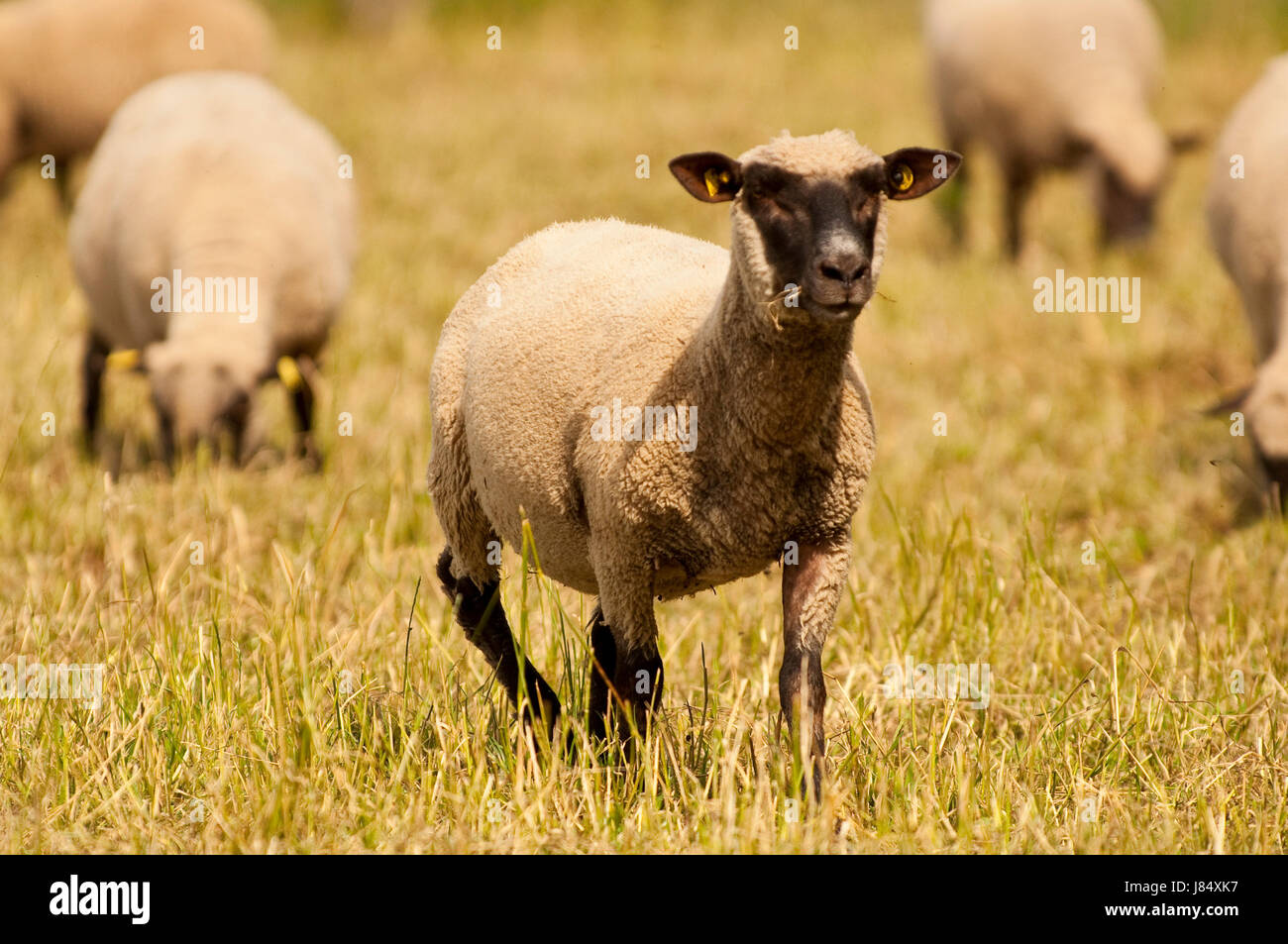mammal sheep wool sheep shearing farm animal lambs lamb mammal animals