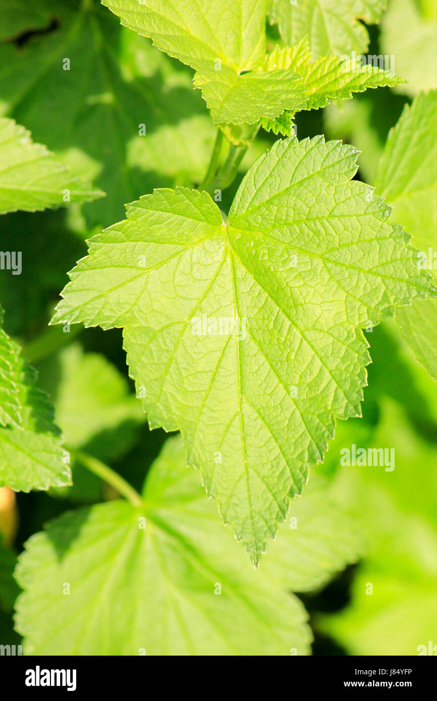leaf garden green leaves trenchantly sharpness fuzziness gardens plant ...