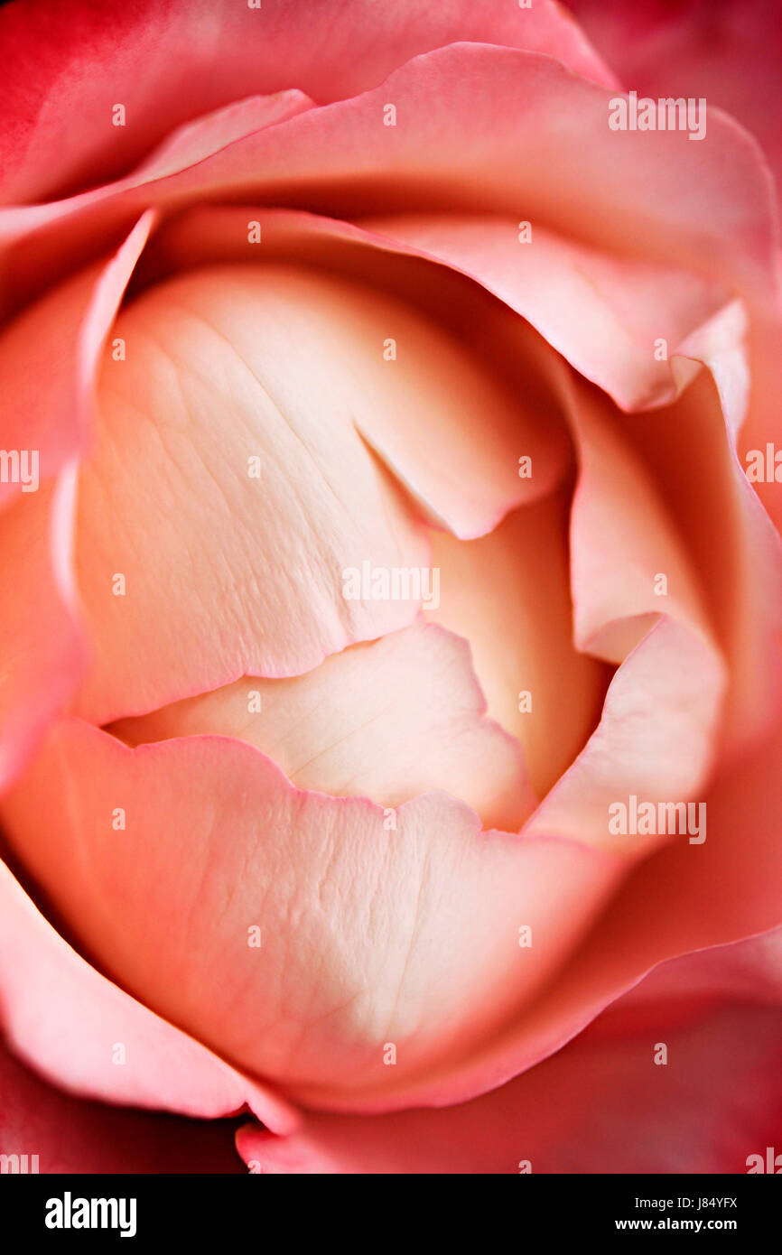 flower rose plant roses rose sheets inside red beauty pink closed beautiful Stock Photo Alamy