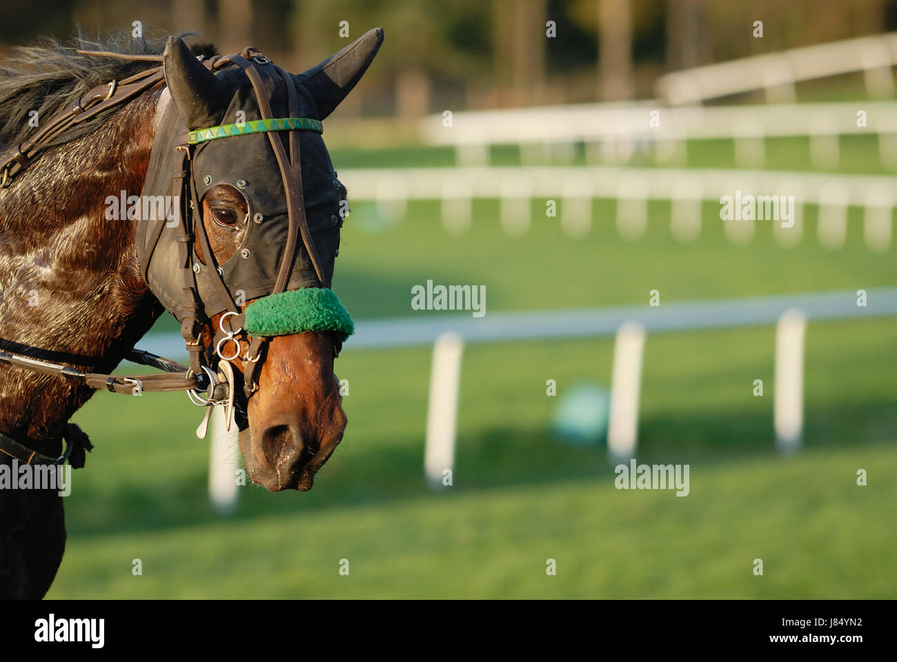 sport sports horse bit harness bridle veins competition trotter compete