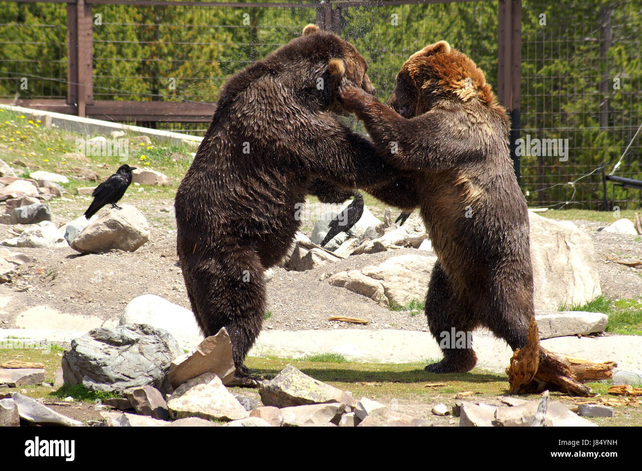 bear wildlife grizzly game tournament play playing plays played closeup ...
