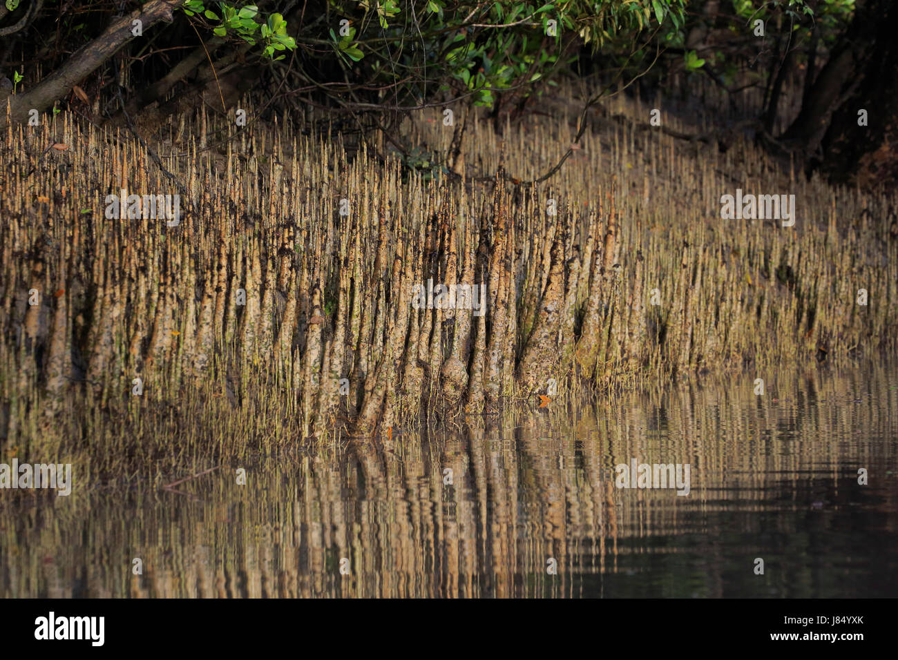 respiratory roots mangrove