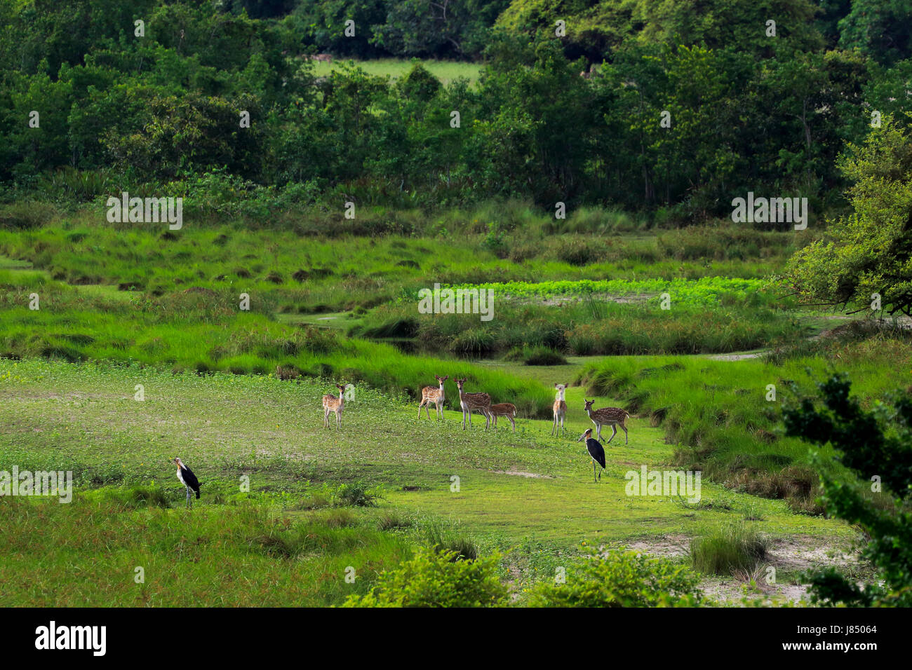 Spotted Deer in the Sundarbans Wildlife Sanctuary, a UNESCO World ...