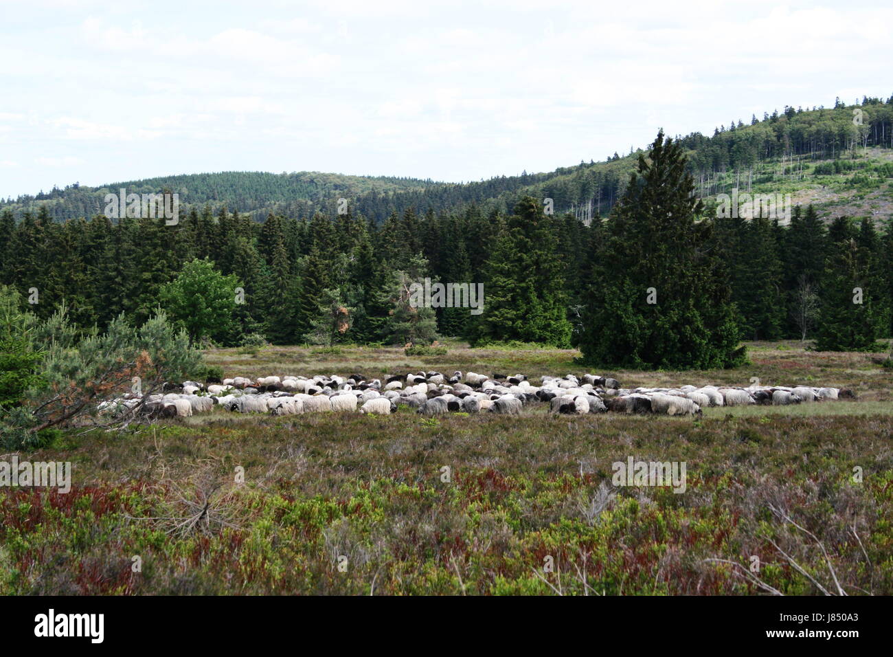 sheep flock of sheep tree trees animal animals sheep heath flock of sheep sheep Stock Photo