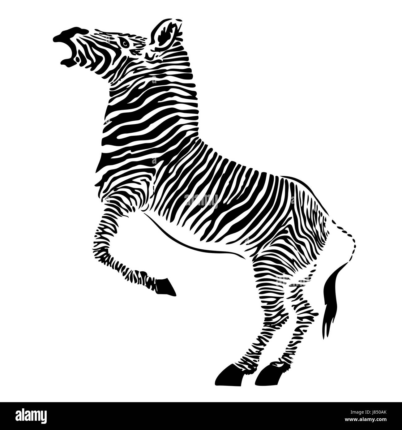 animal mammal wild africa zebra African streak graphic animal mammal wild Stock Photo