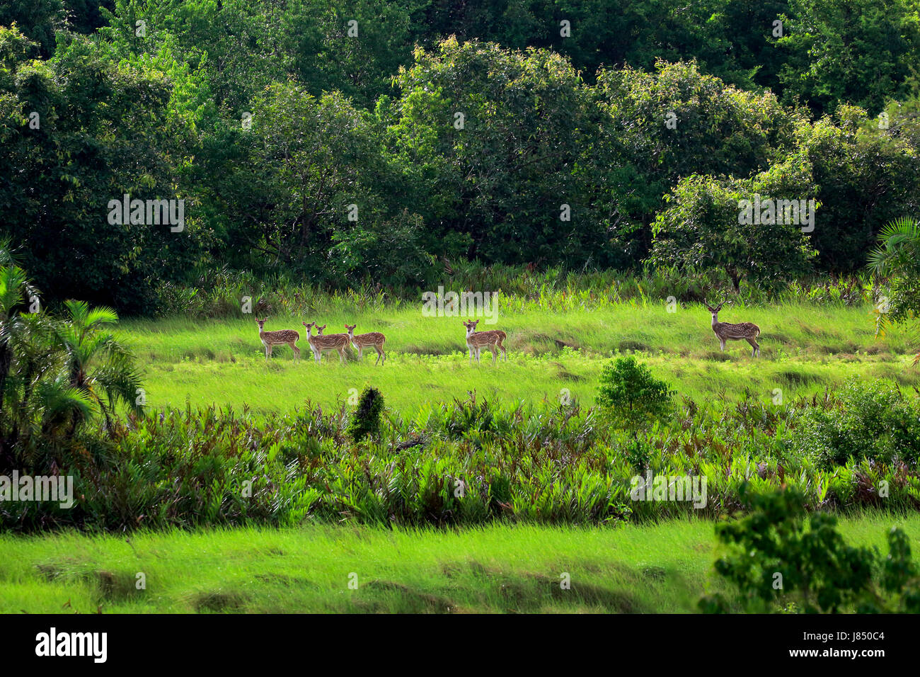 Spotted Deer in the Sundarbans Wildlife Sanctuary, a UNESCO World ...