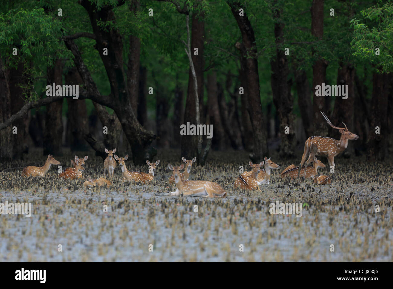 Spotted Deer in the Sundarbans Wildlife Sanctuary, a UNESCO World ...