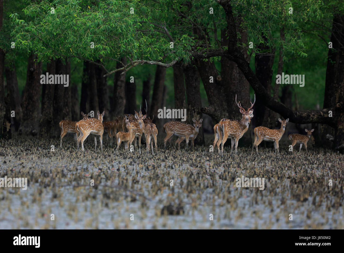Spotted Deer in the Sundarbans Wildlife Sanctuary, a UNESCO World ...