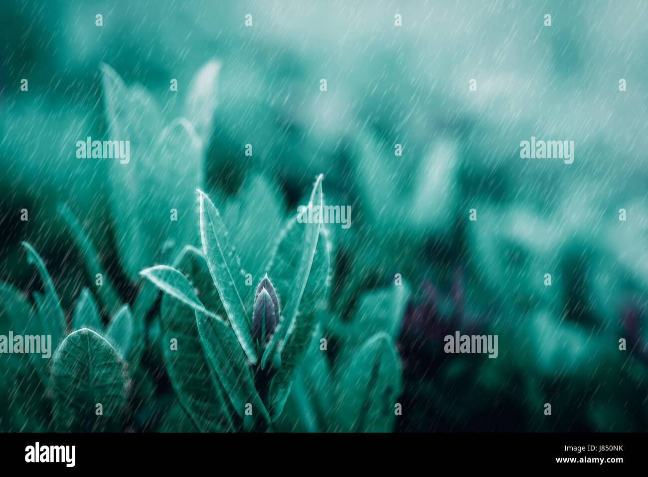 Closeup nature view of green leaf Stock Photo - Alamy