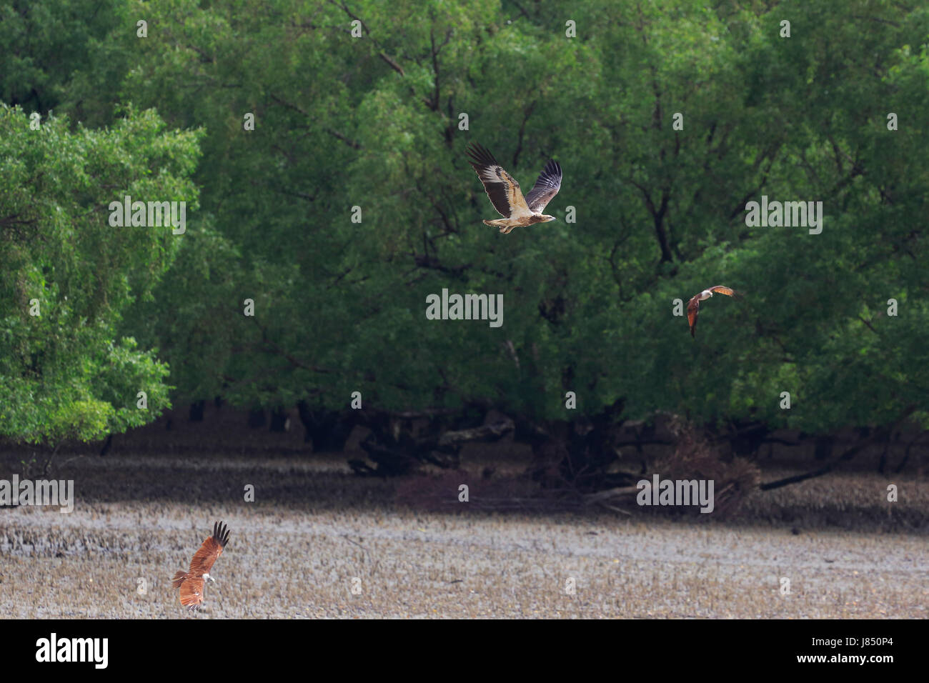 Brahminy kite (Haliastur indus) in the world largest mangrove forest Sundarbans, famous for the Royal Bengal Tiger and UNESCO World Heritage site in B Stock Photo