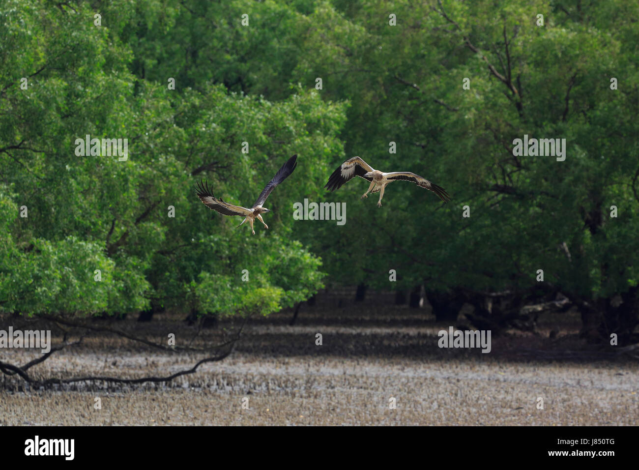 Brahminy kite Juvenile (Haliastur indus) in the world largest mangrove forest Sundarbans, famous for the Royal Bengal Tiger and UNESCO World Heritage  Stock Photo