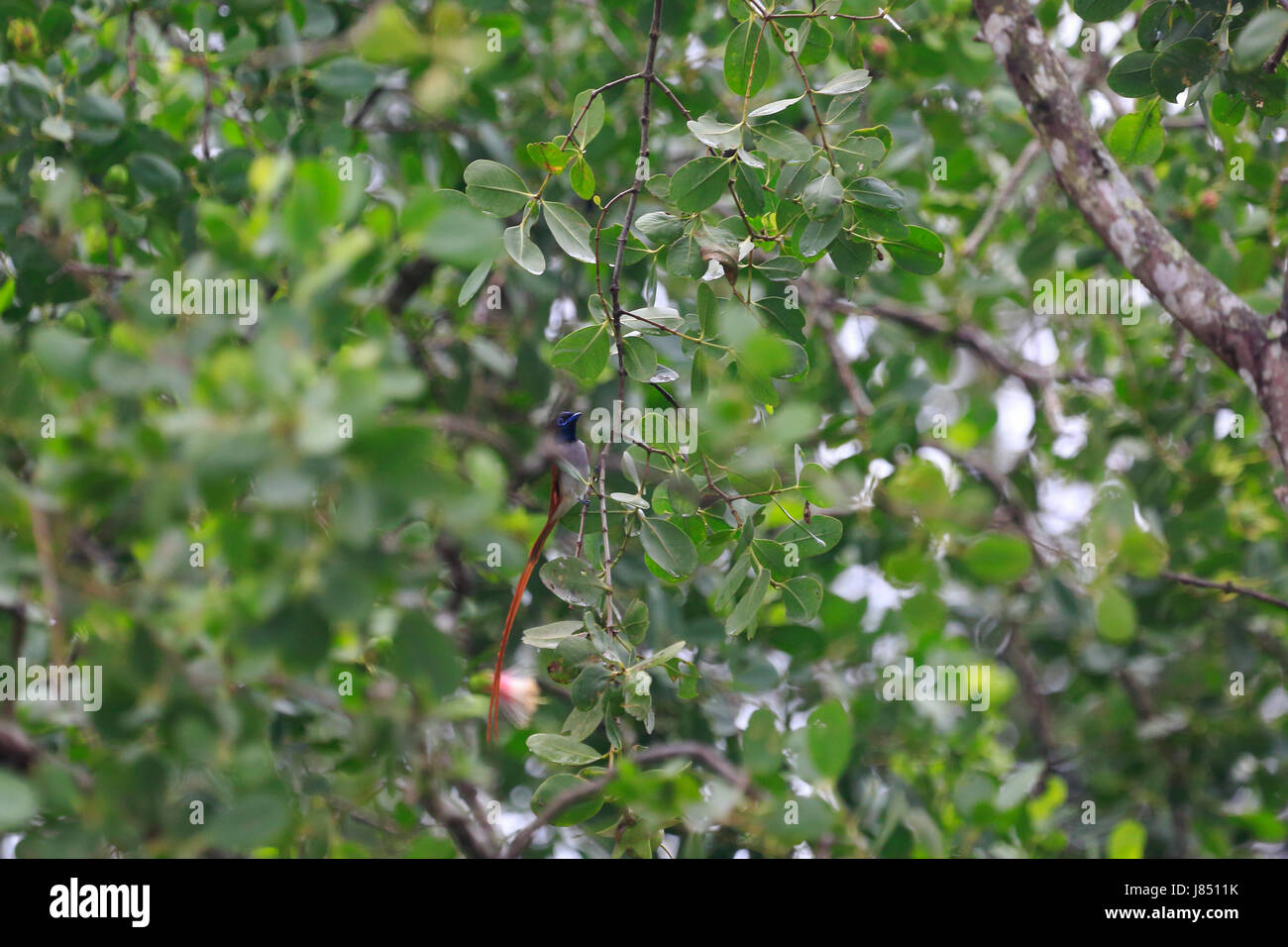 Asian paradise flycatcher (Terpsiphone paradisi) in the world largest mangrove forest Sundarbans, famous for the Royal Bengal Tiger and UNESCO World H Stock Photo