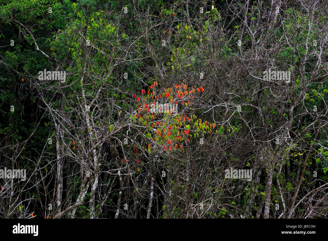 Mangrove sporting cheerful colors in early summer in Sundarbans,  a UNESCO World Heritage and world largest mangrove forest. Bagerhat, Bangladesh. Stock Photo