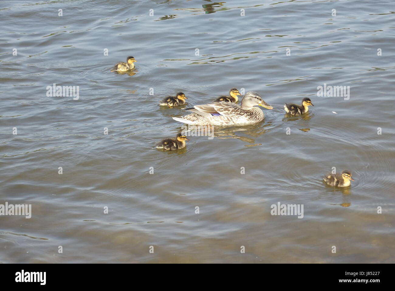 ducks ducks entenbaby entenkinder mutter mit entenbabys mutter mit entenbabys Stock Photo