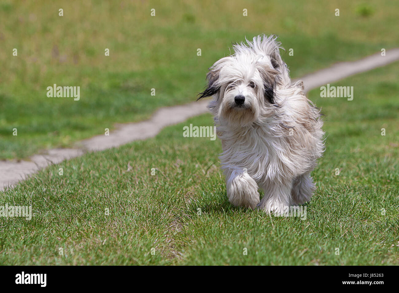 puppy when walking the dog without a leash Stock Photo Alamy