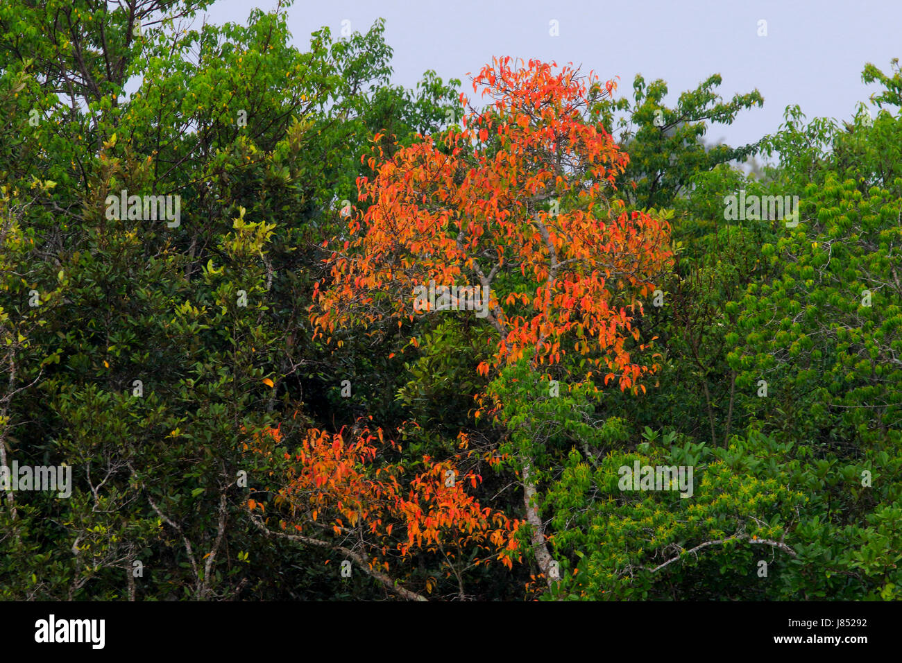 Mangrove sporting cheerful colors in early summer in Sundarbans,  a UNESCO World Heritage and world largest mangrove forest. Bagerhat, Bangladesh. Stock Photo
